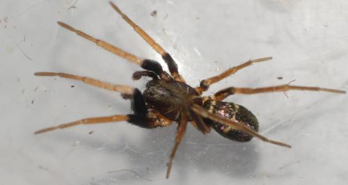 Micaria pulicaria